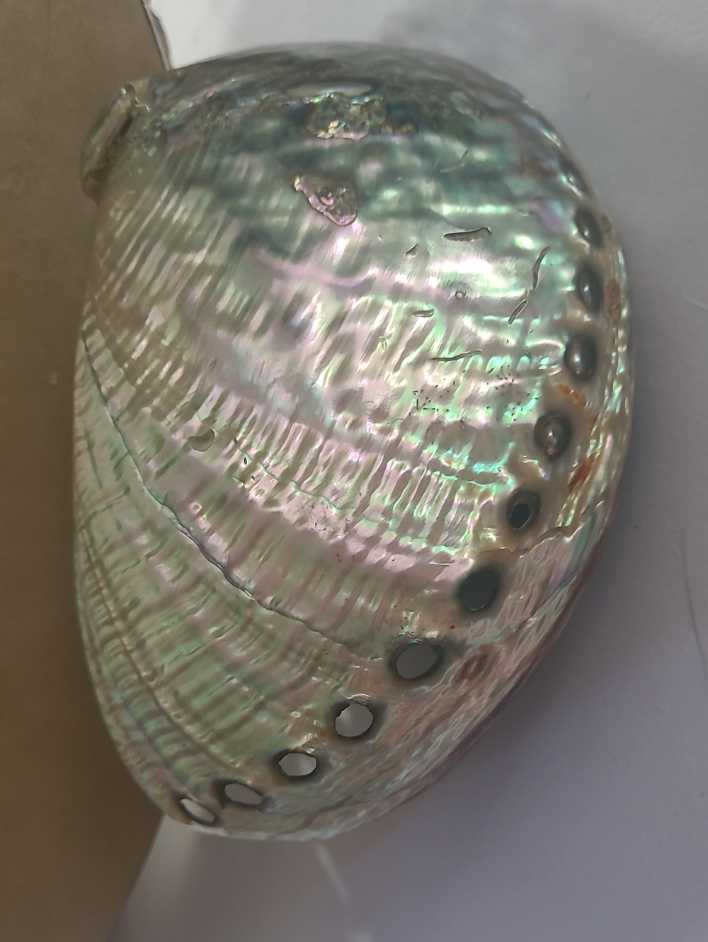Iridescent Abalone Shell Decorative Accent - Natural Mother-of-Pearl
